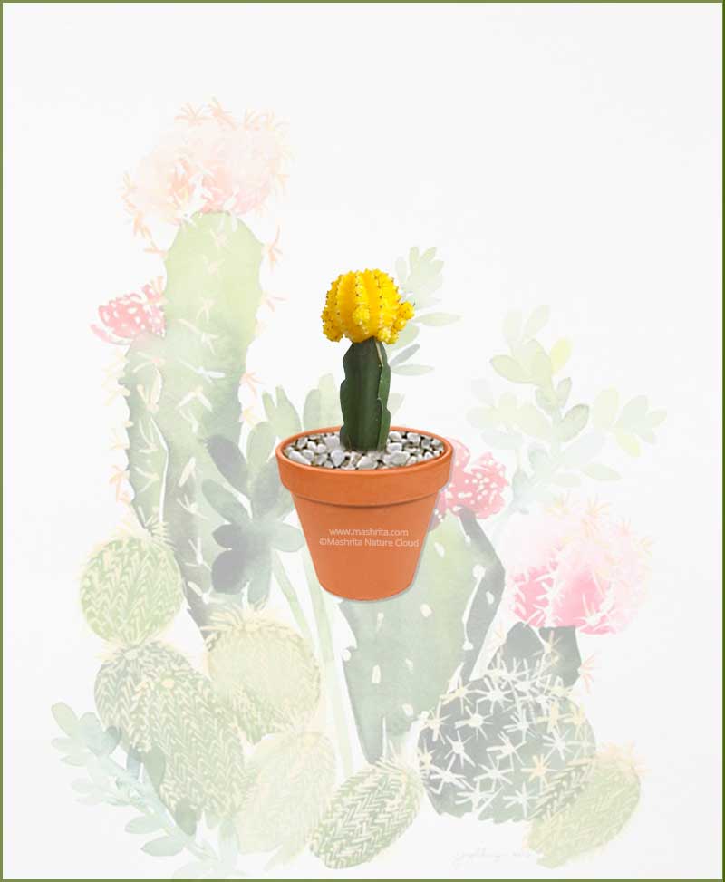 Grafted Cactus Yellow Small (Moon Cactus)