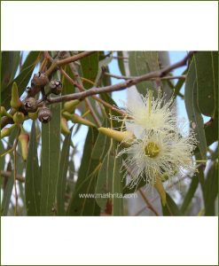 Gum Tree - (Eucalyptus)