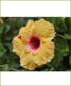 Hibiscus-Dwarf-Dual-Color_Mashrita_Online_Nursery