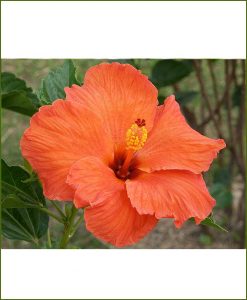 Hibiscus Dwarf Orange_Mashrita_Online_Nursery