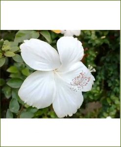 Hibiscus White_Mashrita_Online_Nursery