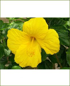Hibiscus Yellow_Mashrita_Online_Nursery