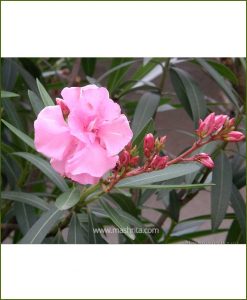 Kaner Double (Nerium Oleander)