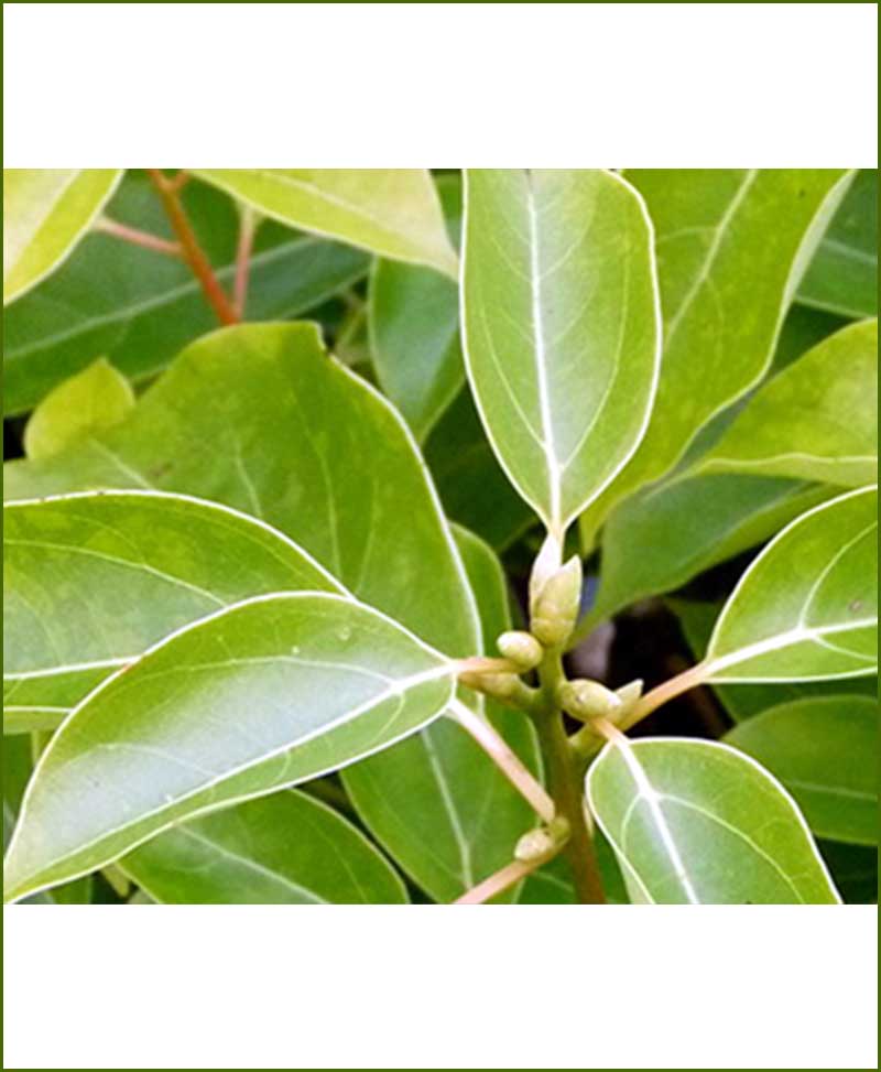Kapur (Cinnamomum Camphora)