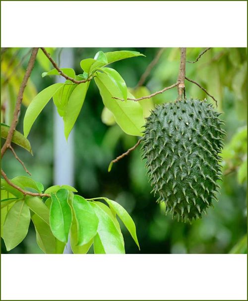 Laxman-Phal (Soursop-Graviola) Top 50 Medicinal Plants for Garden
