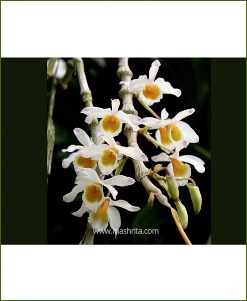 Orchid Dendrobium Amoeanum