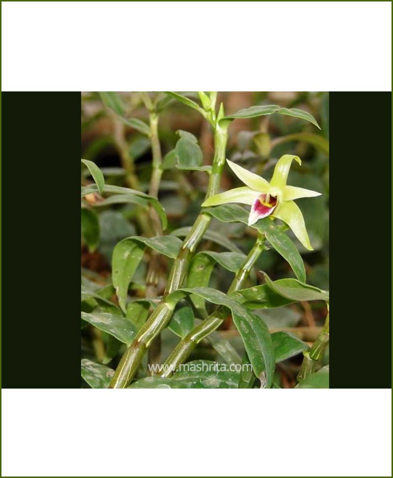 Orchid Dendrobium Candidum