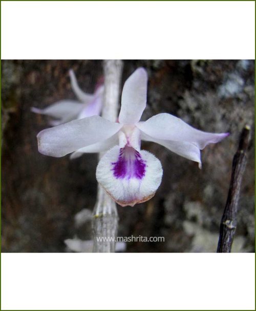 Orchid-Dendrobium-Transparens_Mashrita_Nature_Cloud
