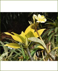 Plumeria-Gold-(Rarest-Champa)_Mashriat_Online-Nursery