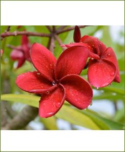 Plumeria-Red-(Champa)_Mashriat_Online-Nursery