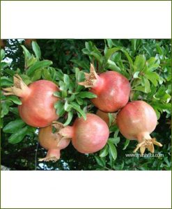 Pomegranate-Ganesh_Mashrita_Nature_Cloud