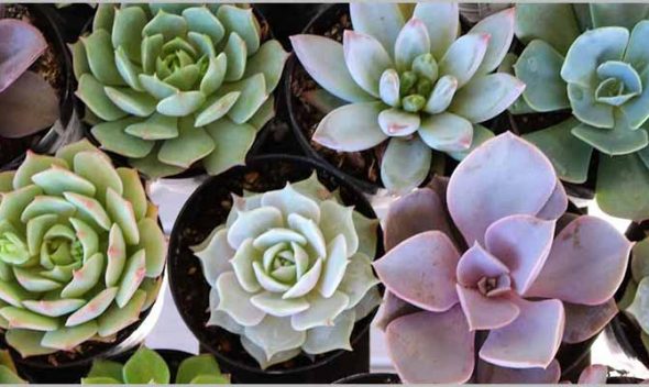 Succulents Care – Lets Understand What Does These Need
