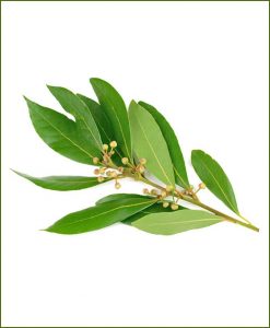 Tejapatta Bay Leaf (Cinnamomum Tamala)