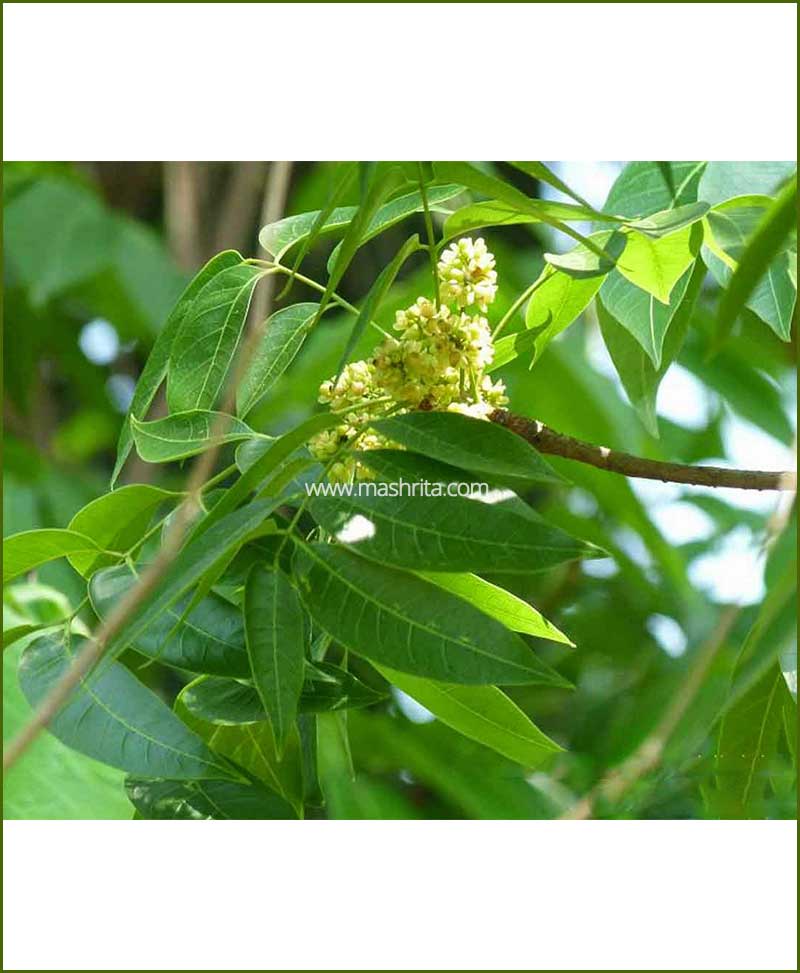 Mahogani - (Swietenia Macrophylla)