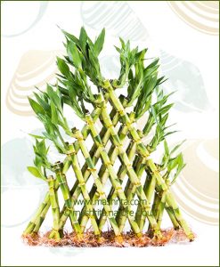 Lucky Bamboo Pyramid Seven Layer Bare Root
