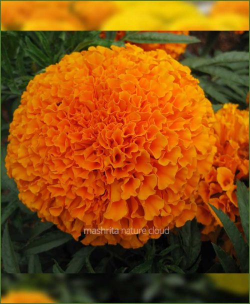 Marigold-Orange-(Imported-Goldsmith)_Mashrita_Nature_Cloud