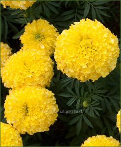 Marigold-Yellow-(Imported-Goldsmith)_Mashrita_Nature_Cloud