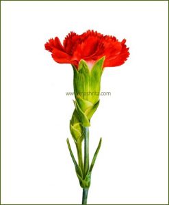 Carnation-Red-Flower-Plant-Mashrita