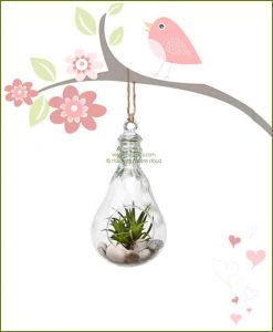 Hanging Terrarium Bulb