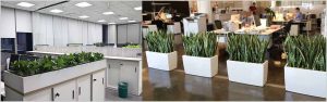 Planning Office Plantscaping – Office Plantscaping Design Considerations
