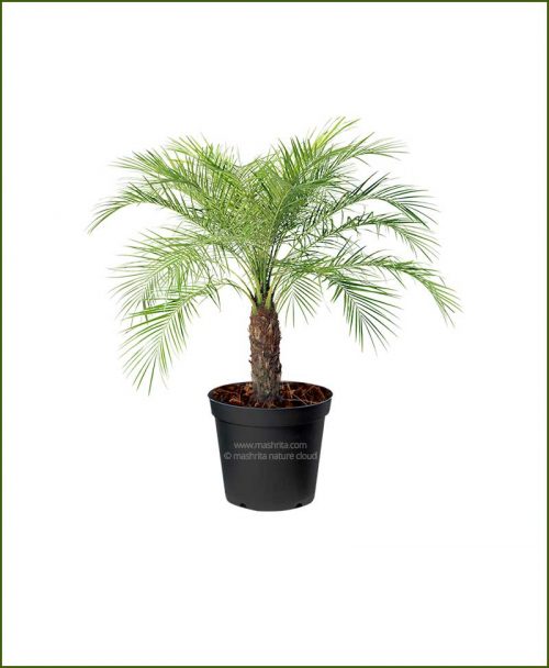 Pigmy Date Palm Phoenix Roebelenii (Dwarf Date Palm) 30 Inch