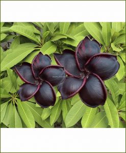 Plumeria-Black-(Rarest-Champa)