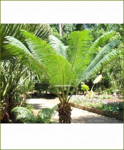 Queen-Sago-Palm-Cycas-Ciricinalis-60-Inch