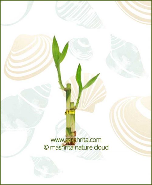 Lucky Bamboo Two Stalks Bare Root