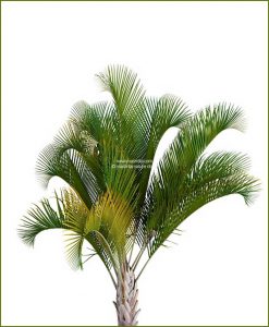 Triangle Palm Triangular Palm Neodypsis Decaryi 48 Inch