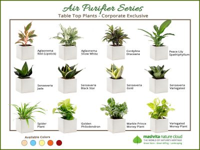 Gift Plants For Office