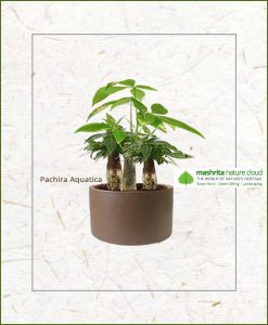 Pachira Aquatica Multi Stem Bonsai