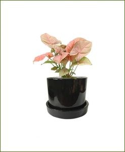 Syngonium Pink with Black Ceramic Pot