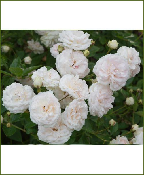 ©MNC-Dwarf-White-Rose-Plant