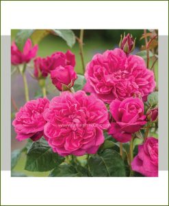 ©MNC-Fuchsia-Rose-Plant