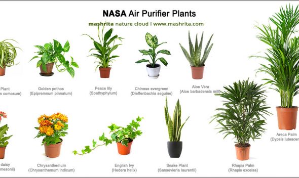 29 Best Air Purifying Plants from NASA Clean Air Study