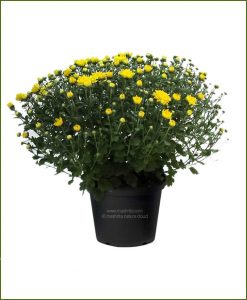 Chrysanthemum-Yellow-Pompon-Mashrita-Nature-CLoud