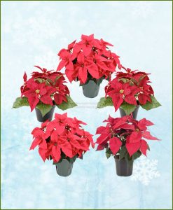 Set of Five Poinsettia Red Plant (Euphorbia pulcherrima)