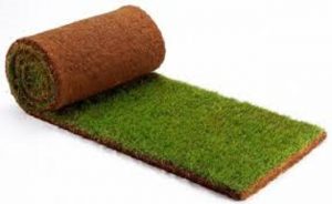 Bermuda Grass Roll