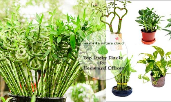 Top Lucky Plants for Home and Offices