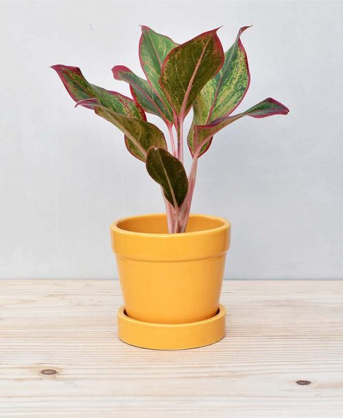 Ceramic Band Pot Mustard Yellow with Agalaonema Red 2