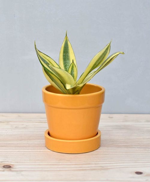 Ceramic Band Pot Mustard Yellow with Snake Plant Gold