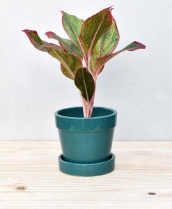 Ceramic Band Pot Peacock Blue with Aglaonema Red 2
