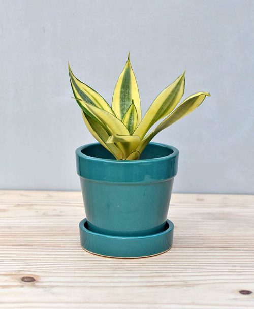 Ceramic Band Pot Peacock Blue with Snake Plant Gold