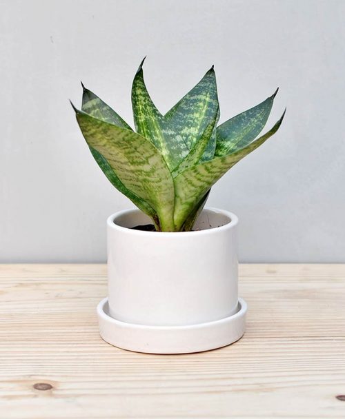 Ceramic Cylindrical Pot White with Snake Plant Compacta
