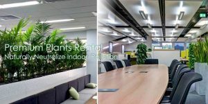 Office Plants Rental