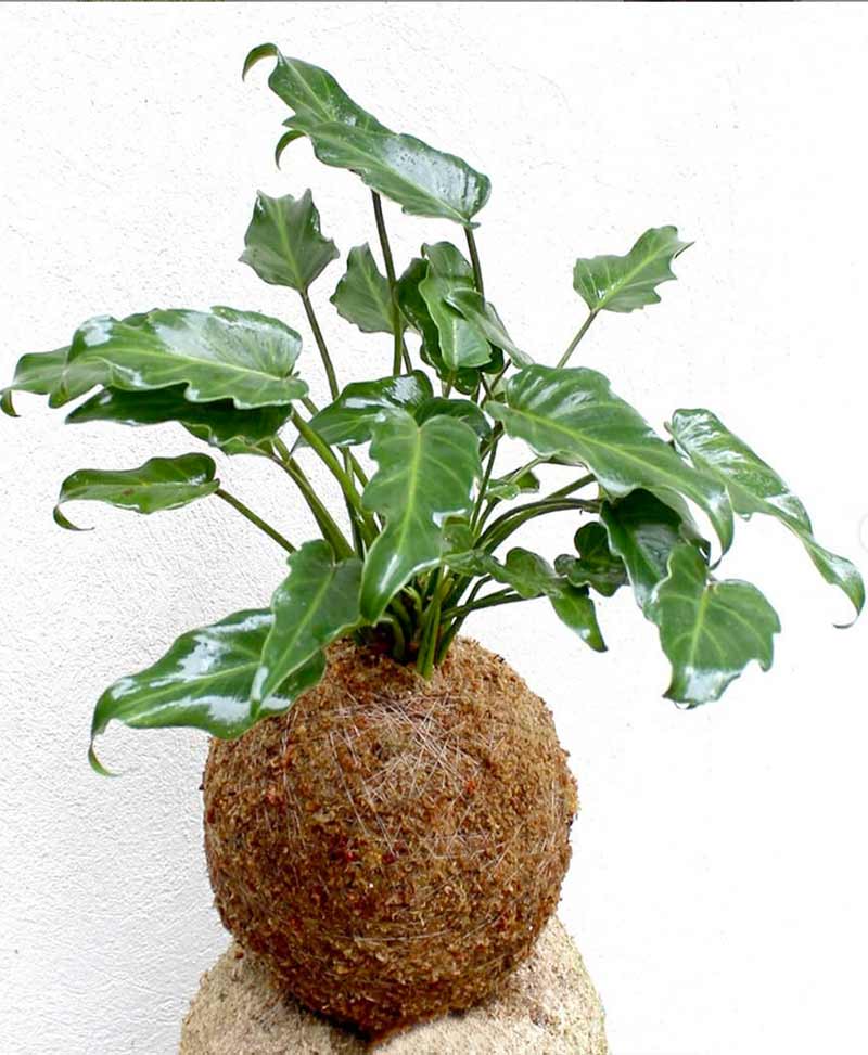 Kokedama of Philodendron Xanadu