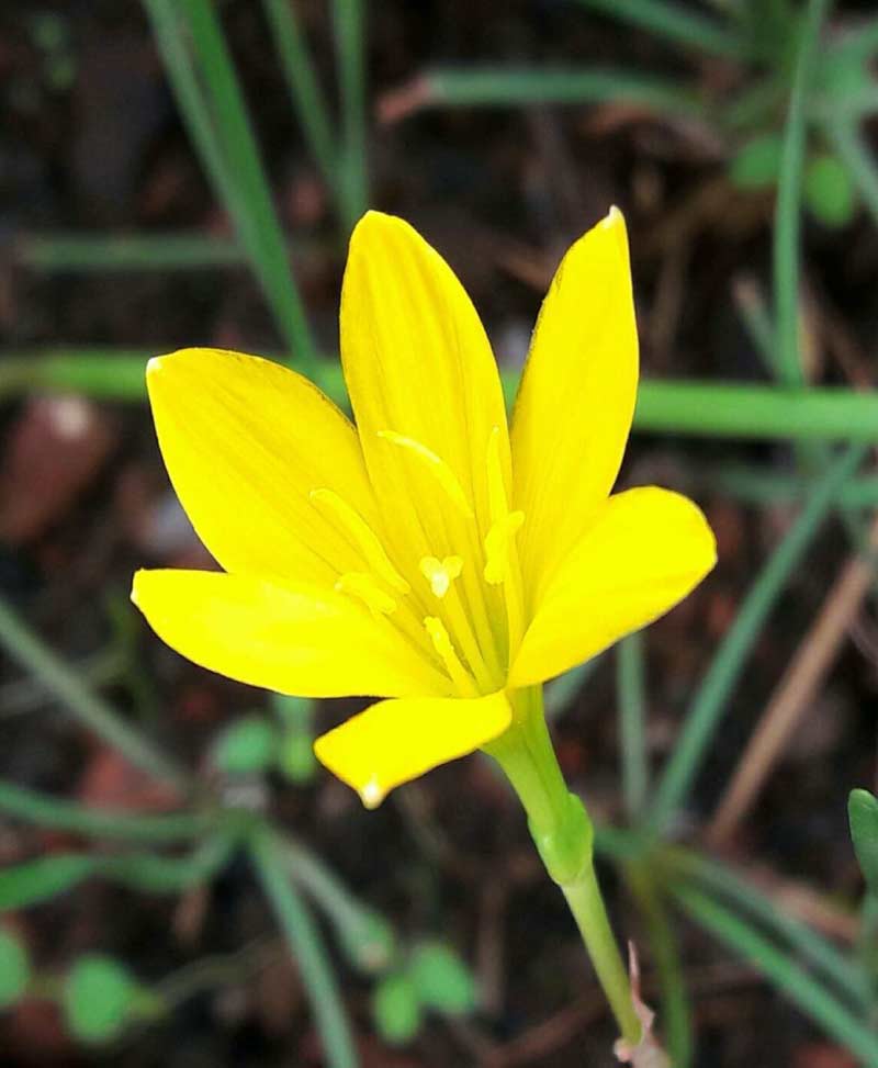 Zephyranthus Lily Yellow (Rain Lily)