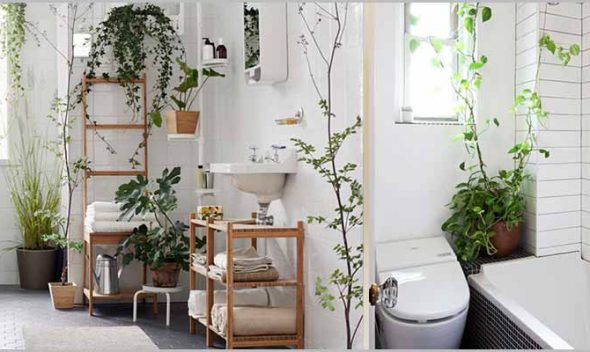 Best 10 bathroom plants to clean germs, bacterias and airborne pollutants