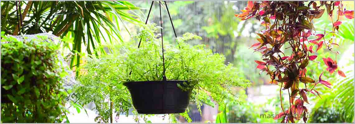 Best Plants for Delhi NCR, Temperature 1°C – 5°C, USDA Zones 10 -13