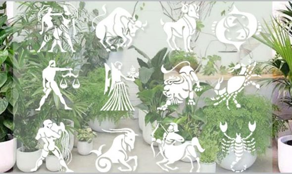 Best zodiac plants - find lucky plant for your rashi zodiac sign